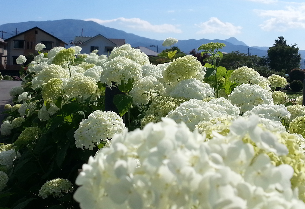 アナベル – 開成町あじさいまつり実行委員会公式ホームページ 水田を