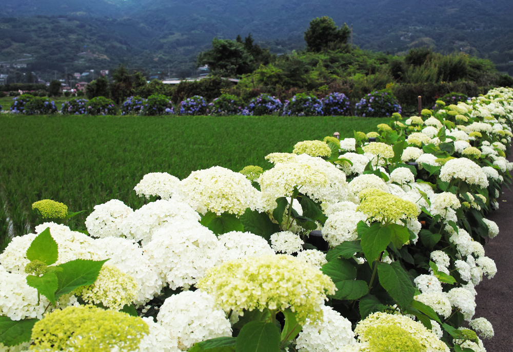 アナベル – 開成町あじさいまつり実行委員会公式ホームページ 水田を