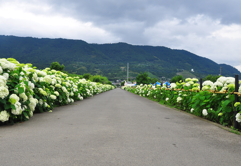 アナベル – 開成町あじさいまつり実行委員会公式ホームページ 水田を