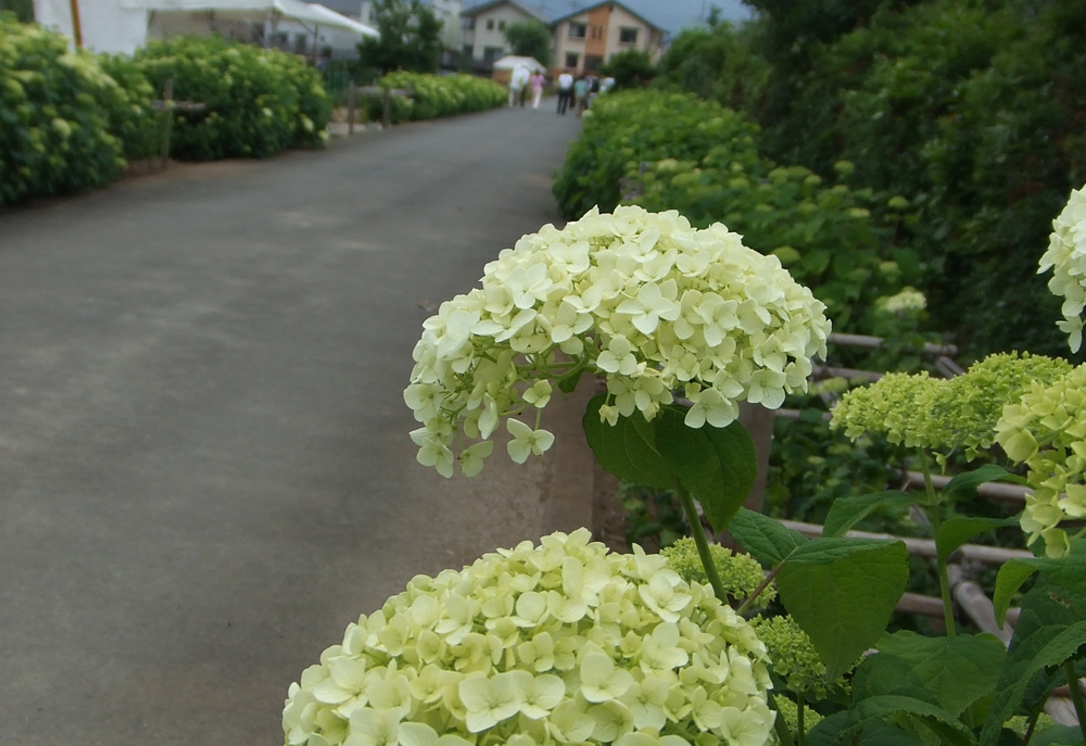 アナベル – 開成町あじさいまつり実行委員会公式ホームページ 水田を