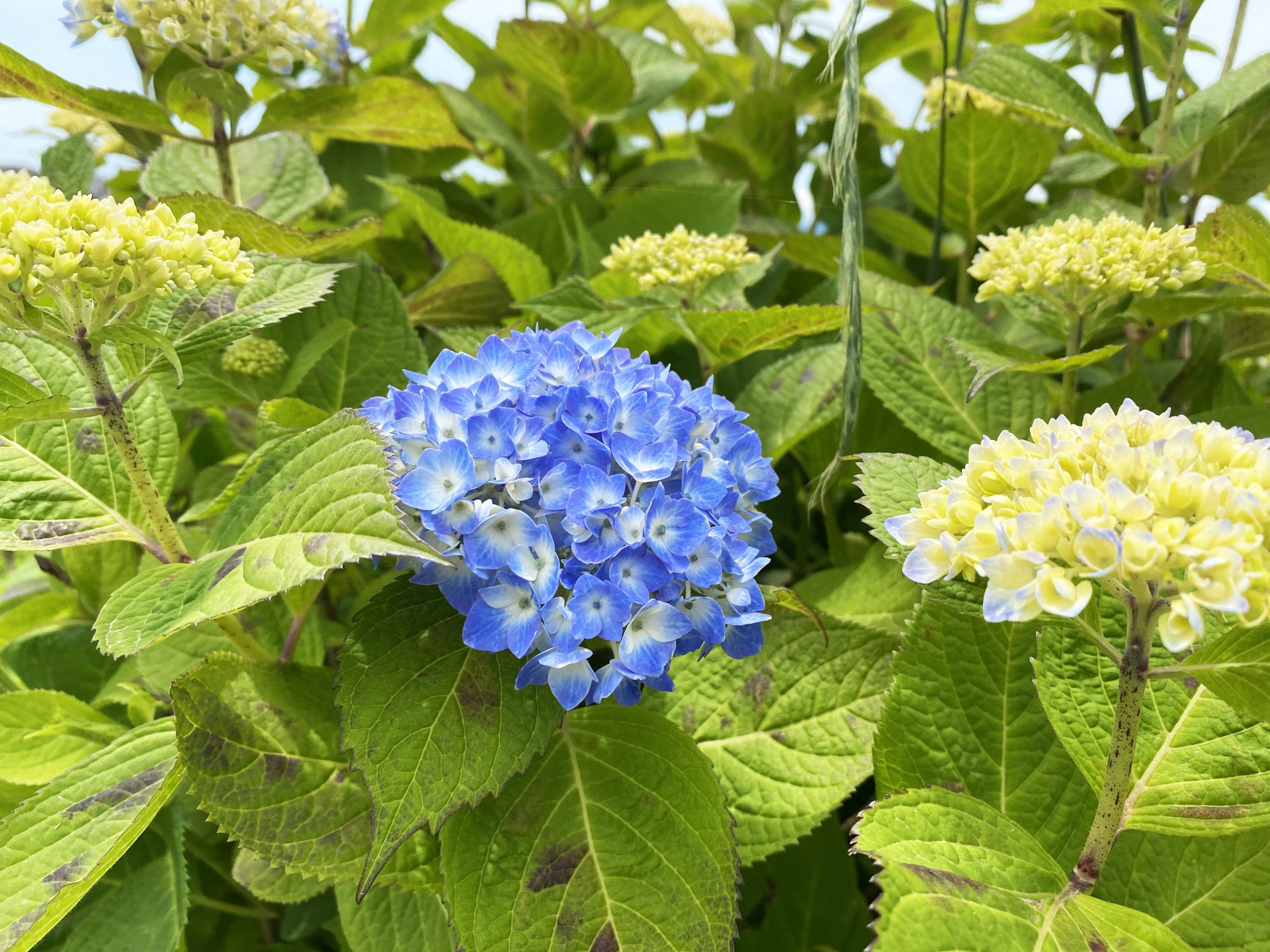 あじさい開花状況 5 14 開成町あじさい祭実行委員会公式ホームページ 水田を彩る５０００株のあじさい