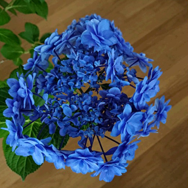 開成ブルー – 開成町あじさいまつり実行委員会公式ホームページ 水田を